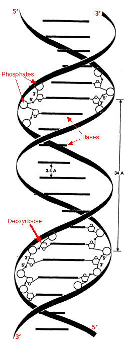 Fig. 3 Double helix.jpg